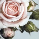 תמונת טפט ורדים ורודים